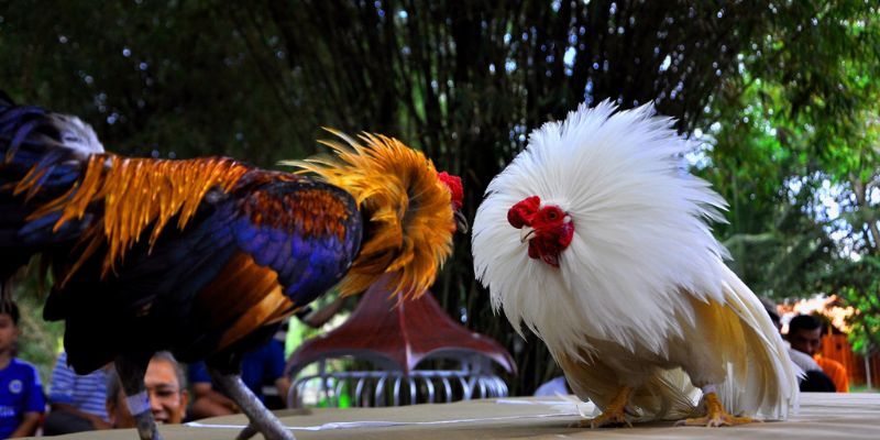 4 Kinh Nghiệm Chơi Đá Gà Chuẩn Xác Từ Các Cao Thủ Lão Làng 2 Hiểu quy tắc đá gà là kinh nghiệm đầu tiên